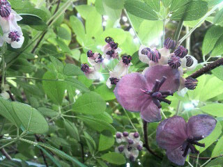 ０４２３　　アケビ　花と葛_c0228241_21173065.jpg
