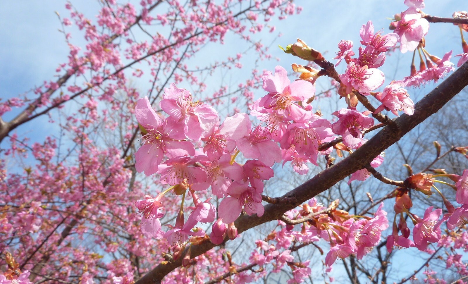 0303  桜の続き_c0228241_20552766.jpg