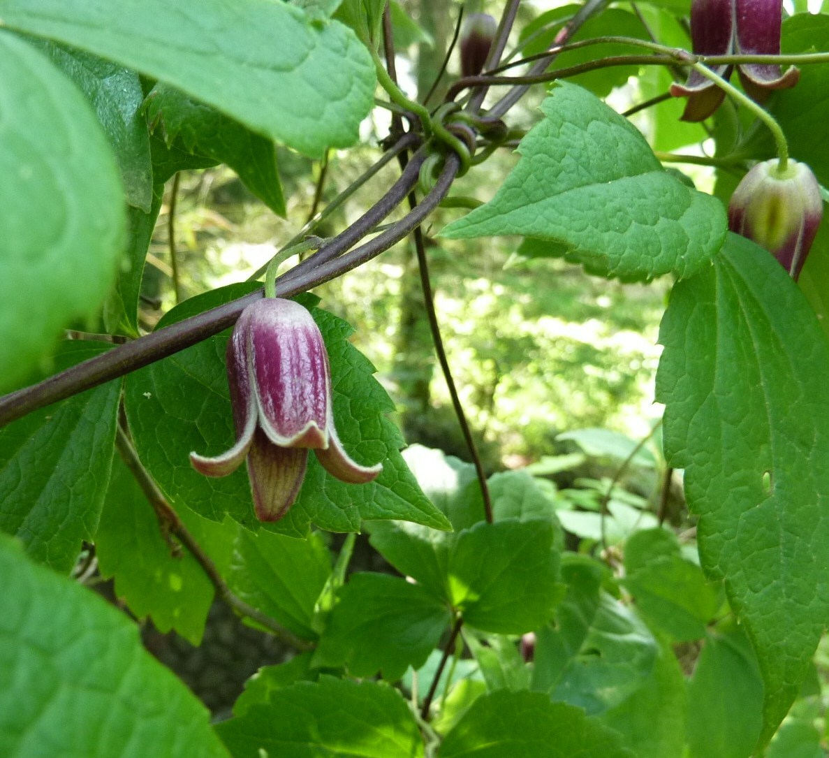 ０６０７　　名前わかった！その花_c0228241_2150180.jpg