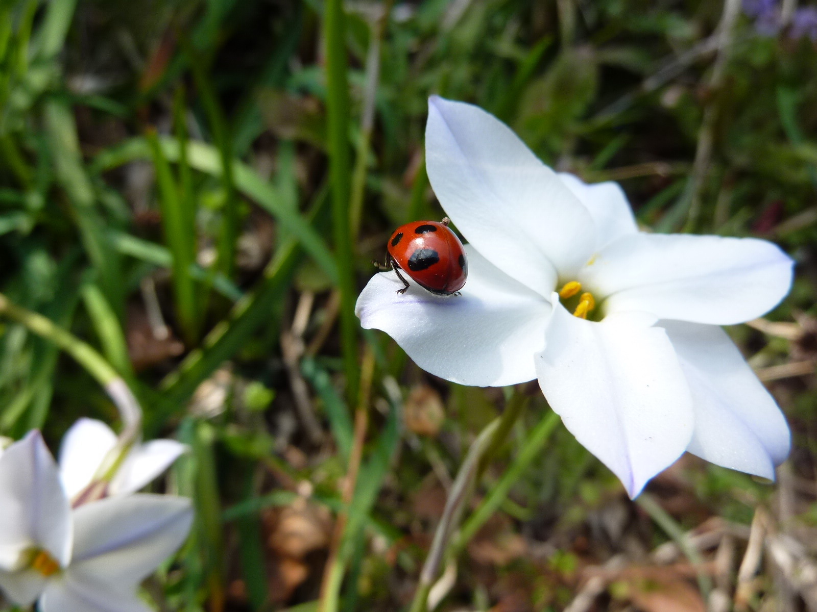 春の花_c0228241_2171133.jpg