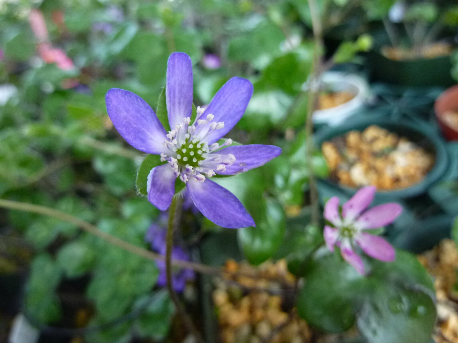 カタクリの花＆雪割草_c0228241_21103361.jpg