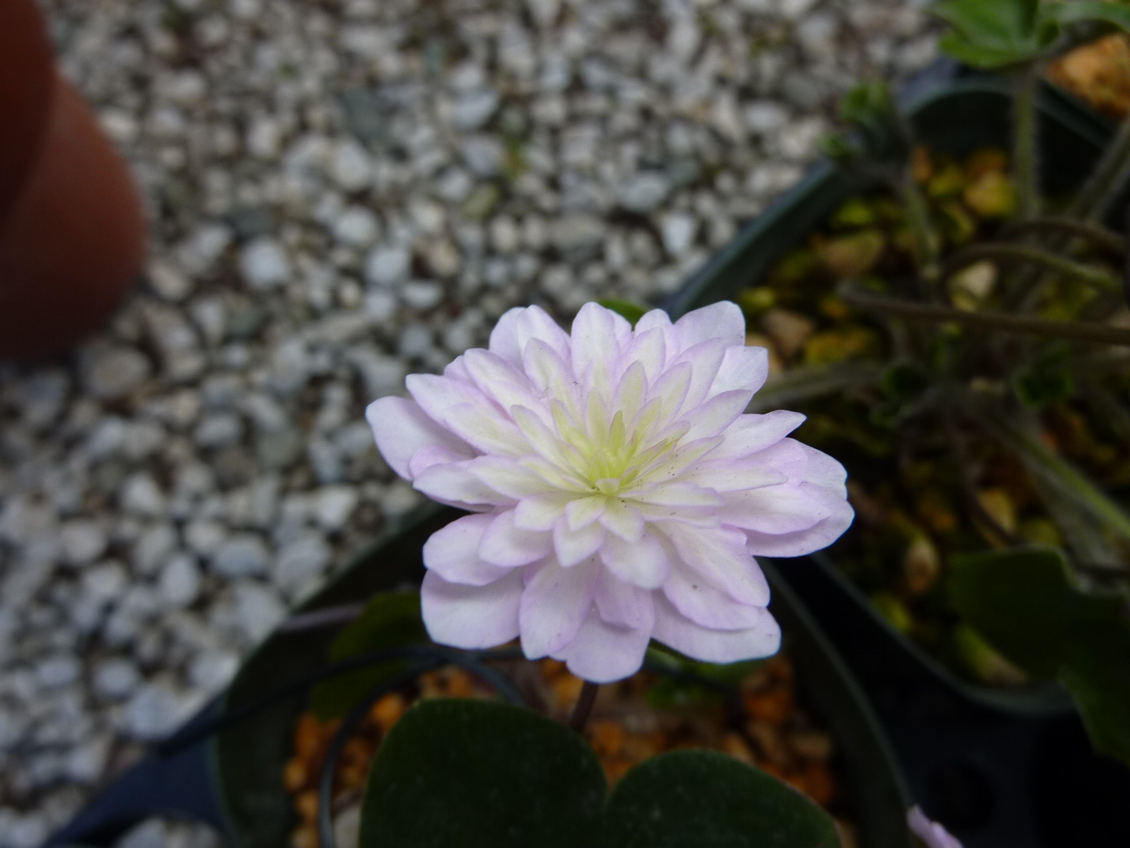 カタクリの花＆雪割草_c0228241_2192838.jpg