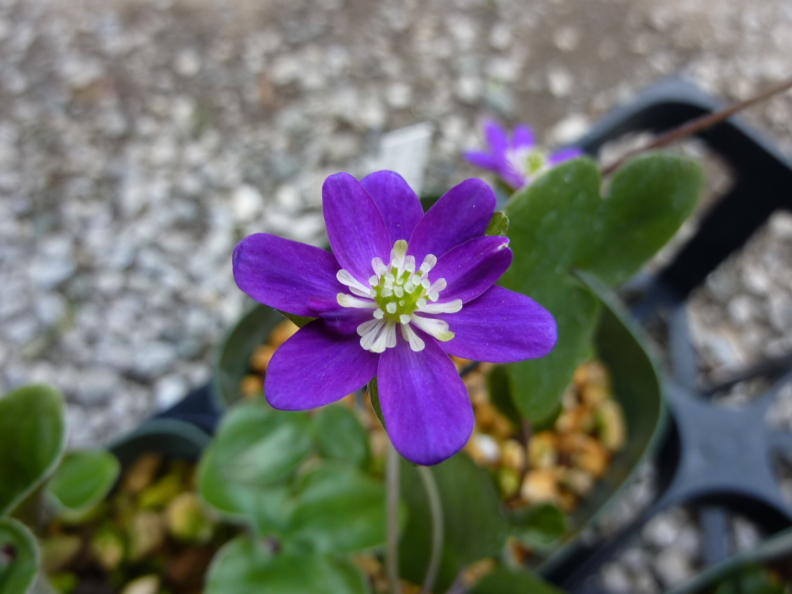 カタクリの花＆雪割草_c0228241_2195215.jpg