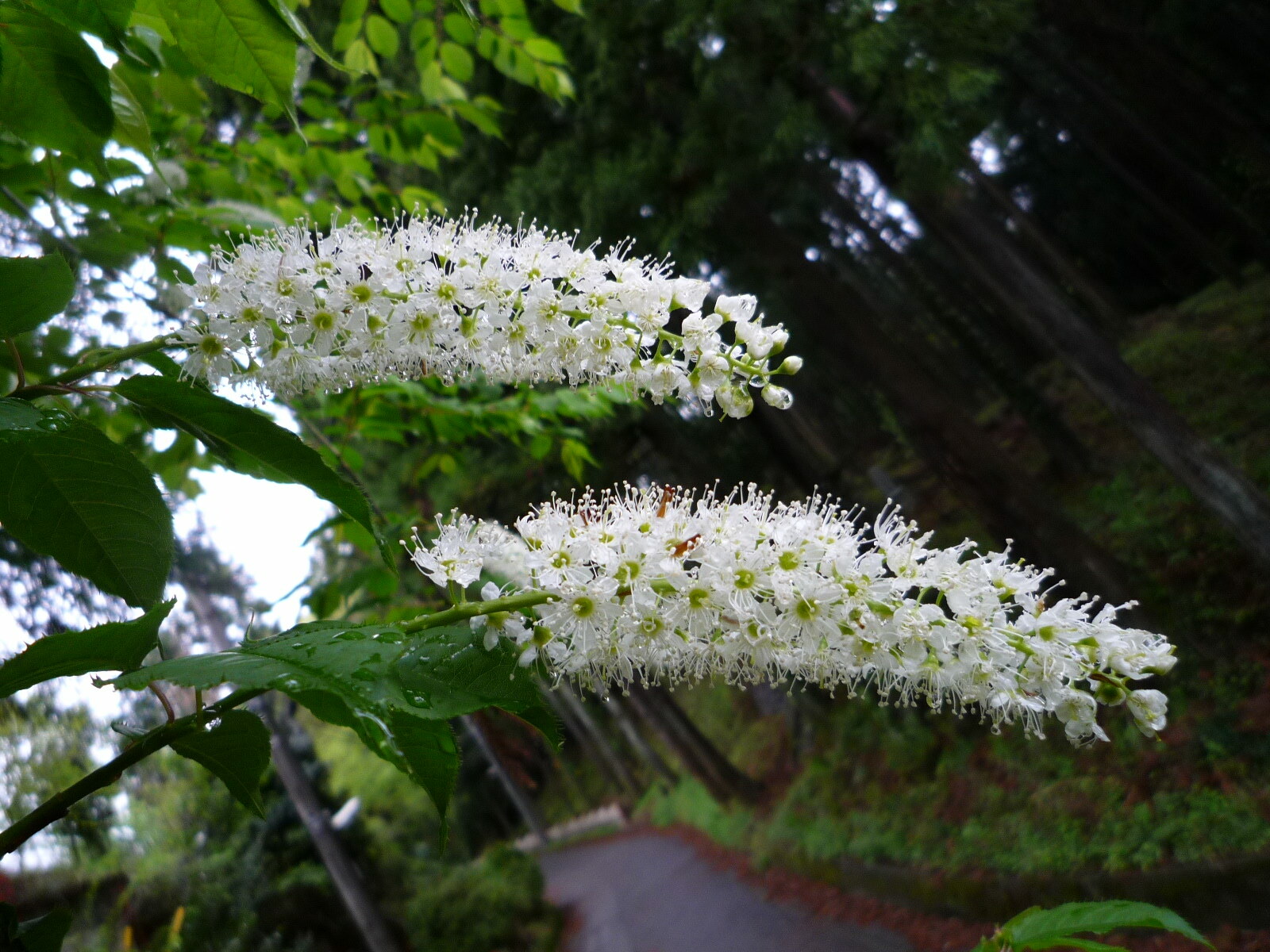 上溝桜_c0228241_20385358.jpg