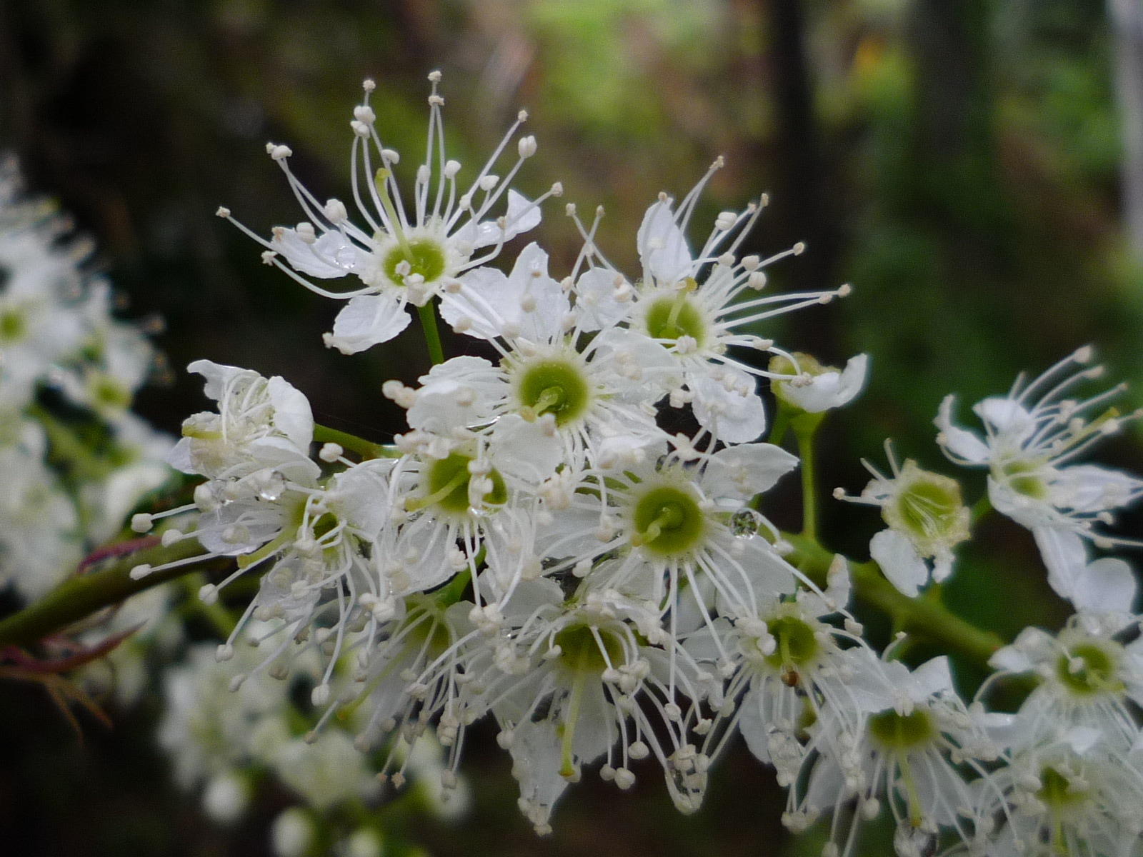 上溝桜_c0228241_2040258.jpg