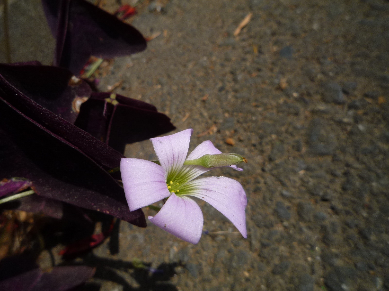 カタバミの花_c0228241_23393869.jpg