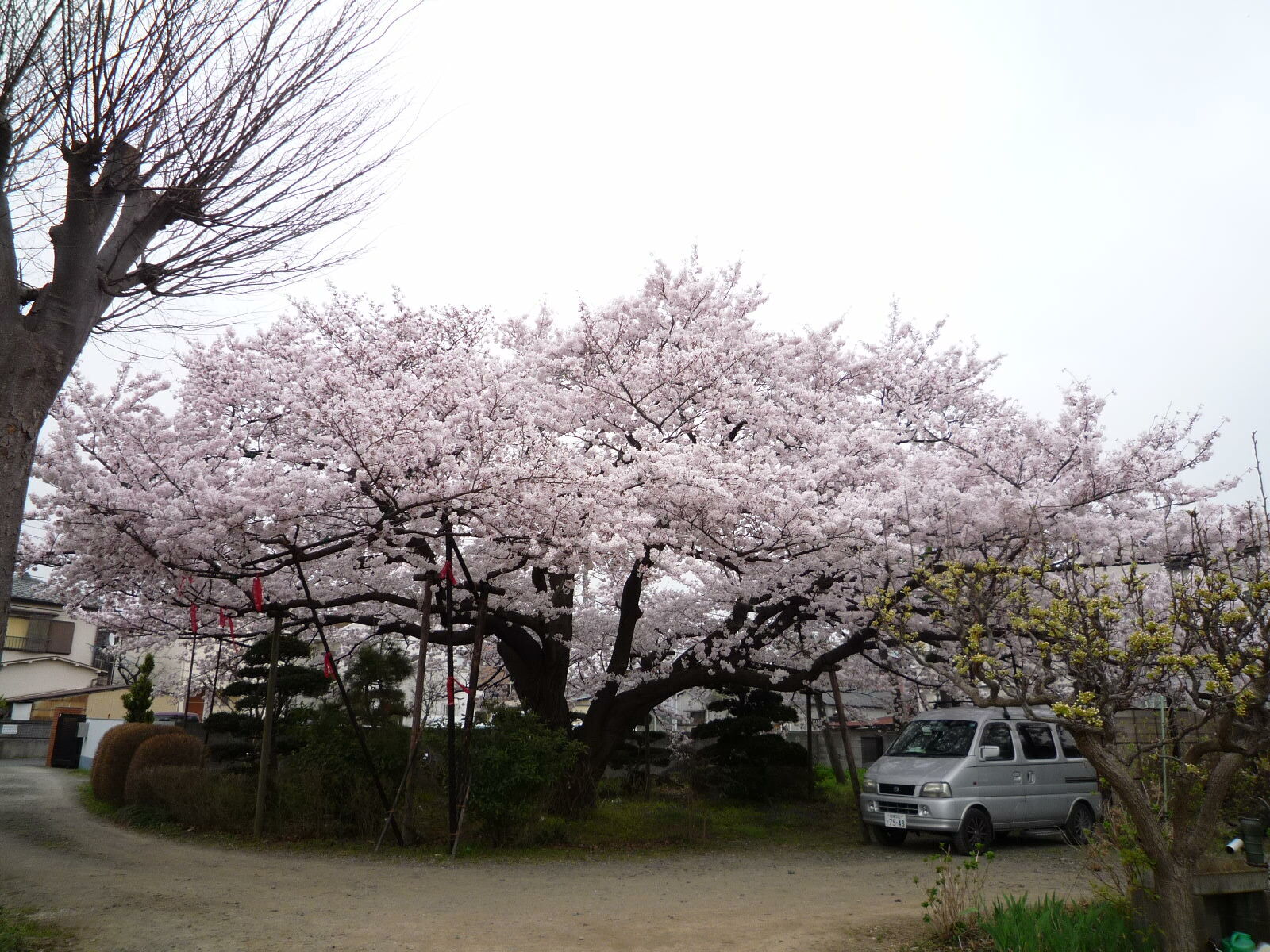 大きなサクラの木の花_c0228241_20392490.jpg