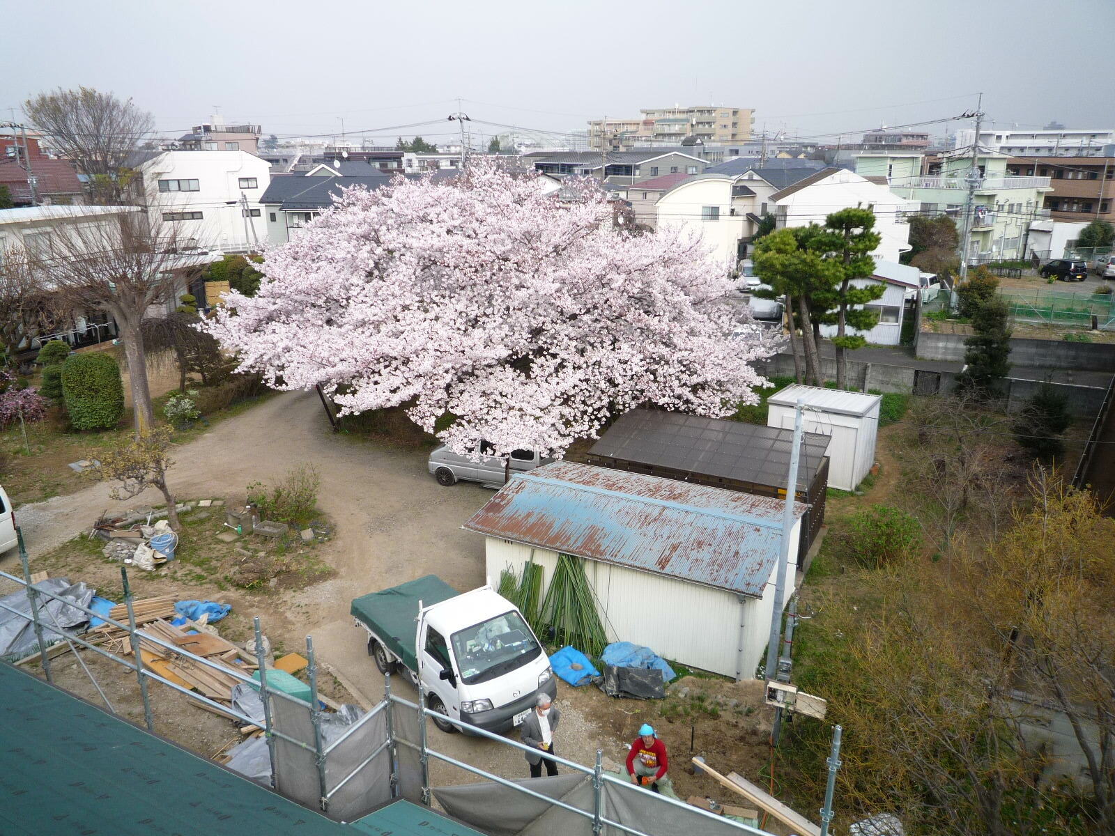 大きなサクラの木の花_c0228241_2041741.jpg