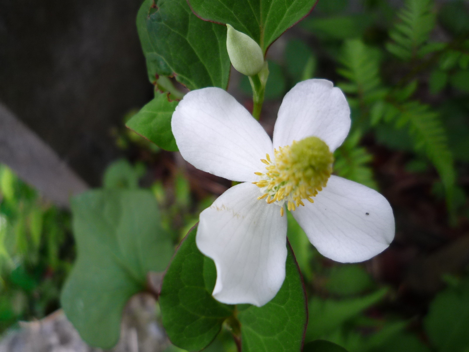 二つのドクダミの花_c0228241_6583190.jpg