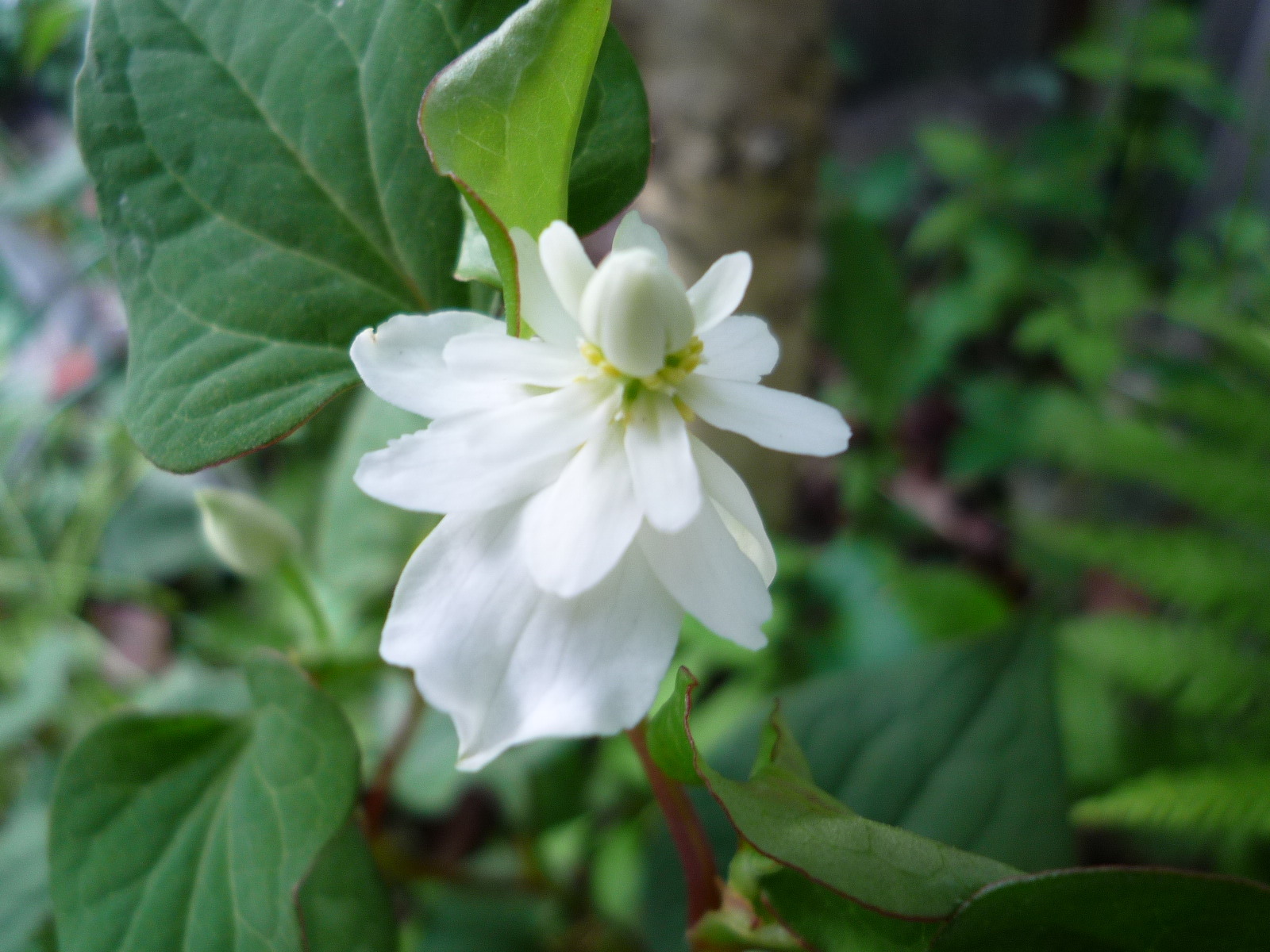 二つのドクダミの花_c0228241_6585195.jpg