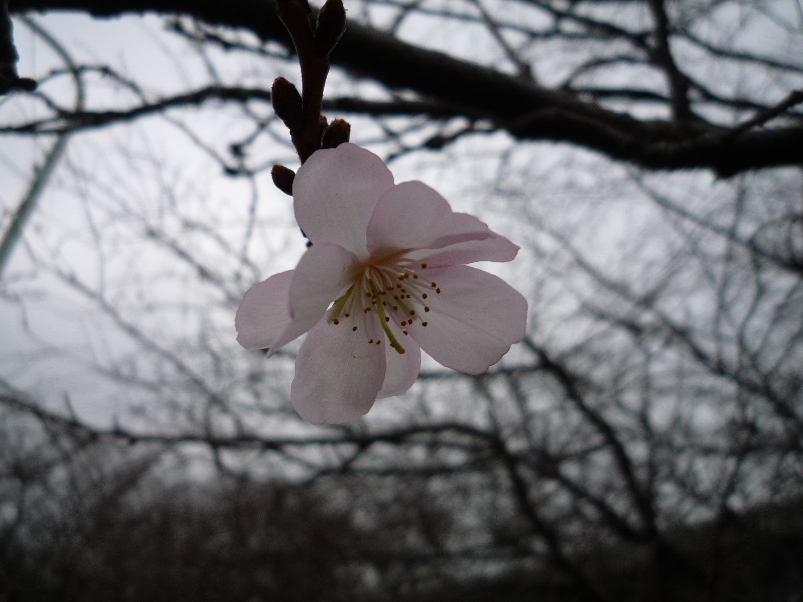 寒桜_c0228241_1850144.jpg