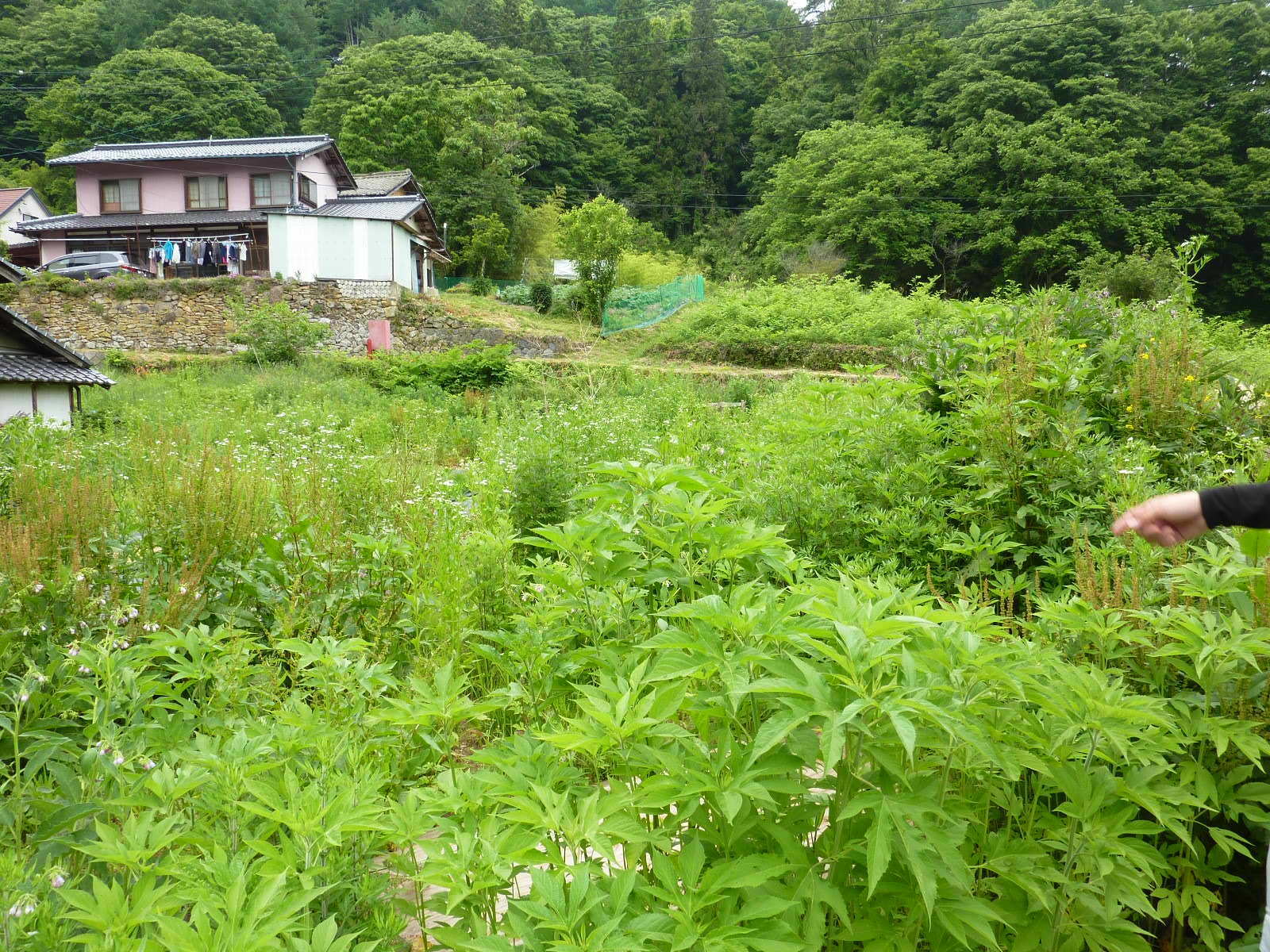 真田町で草刈り_c0228241_22143444.jpg