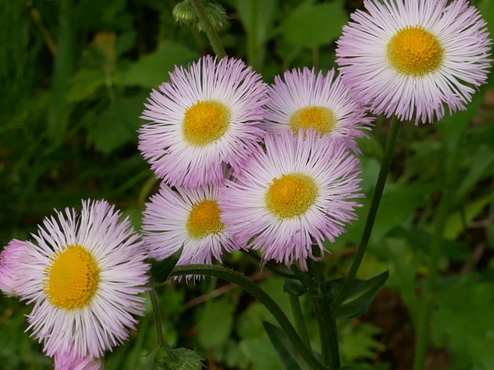 春の花の紹介_c0228241_00192670.jpg